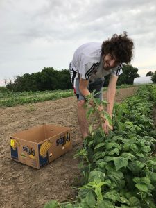 Volunteer gleaning