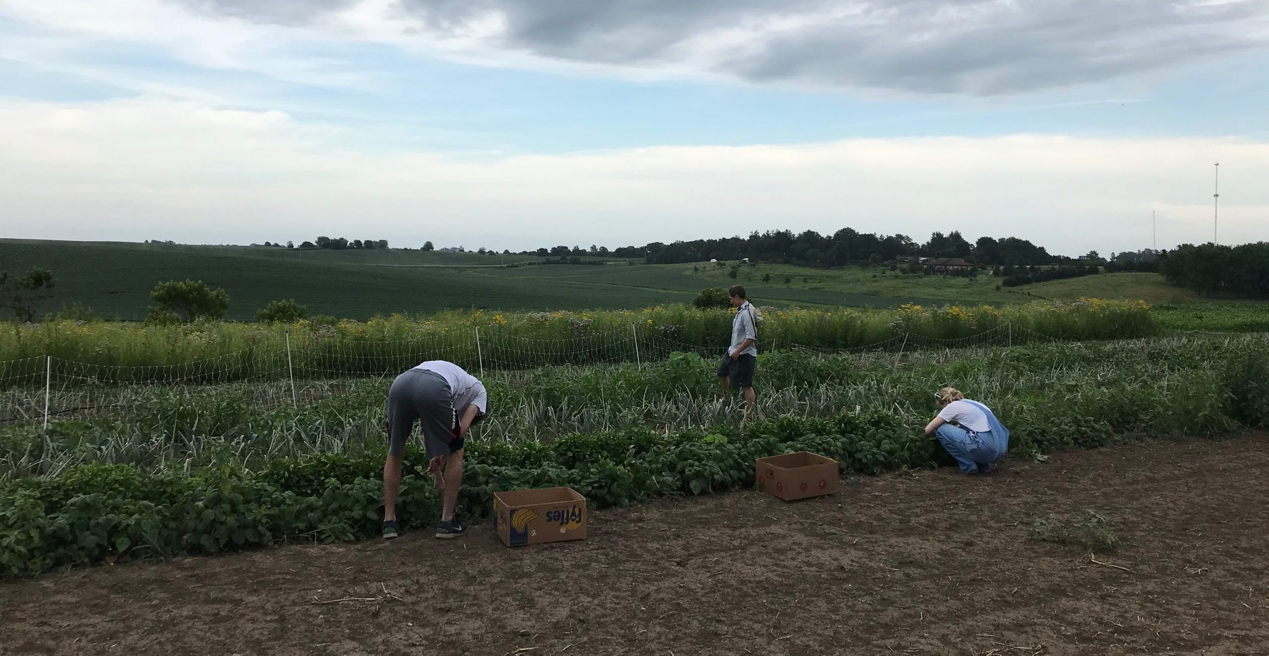 Scattergoods Glean gleaning volunteers harvest vegetabes from Scattergoods Farm