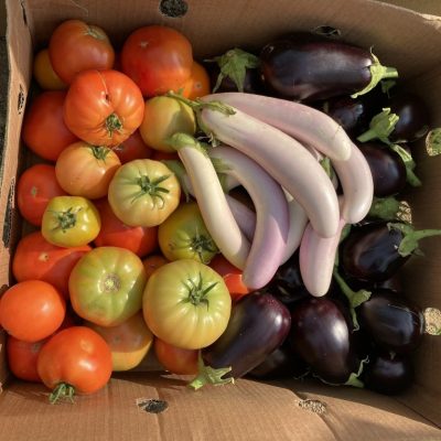 Farm Fresh Produce: tomatoes and eggplants