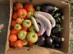 Farm Fresh Produce: tomatoes and eggplants