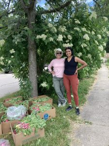 Two gleaning volunteers harvest radishes