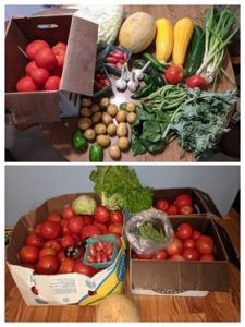 Tomatoes, summer squash, kale, potatoes and more colorful produce is piled on a kitchen table.