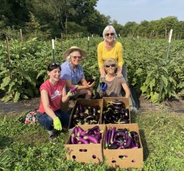 Four T2T staff and volunteers pose with eggplants gleaned at Echollective Farm