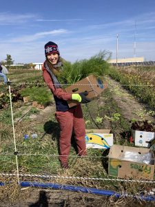 Allison Gnade stands in a farm field, holding a cardboard box full of freshly-harvested fennel