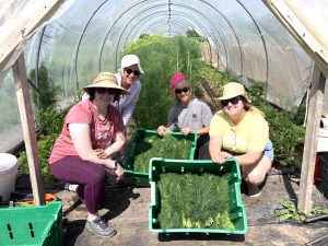 Four gleaning volunteers pose with freshly harvested greens in a hoop house.