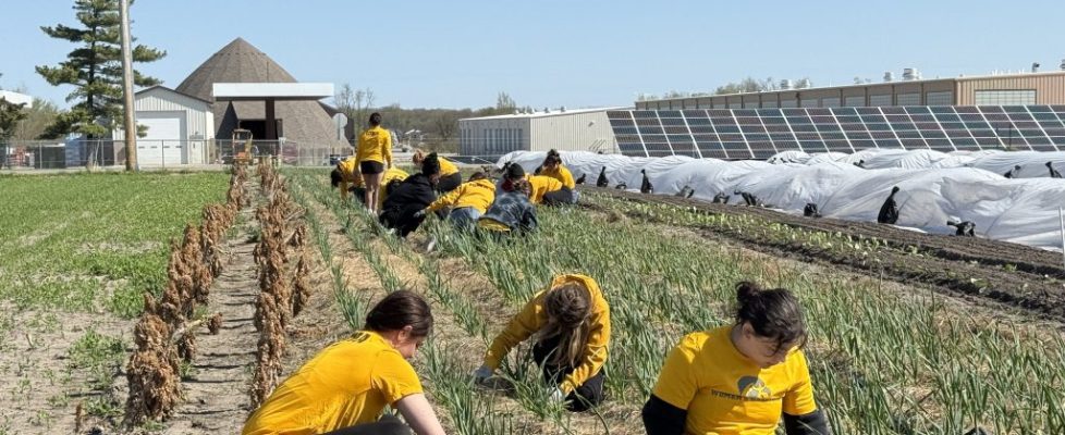 Volunteers gleaning in fields at grow johnson county
