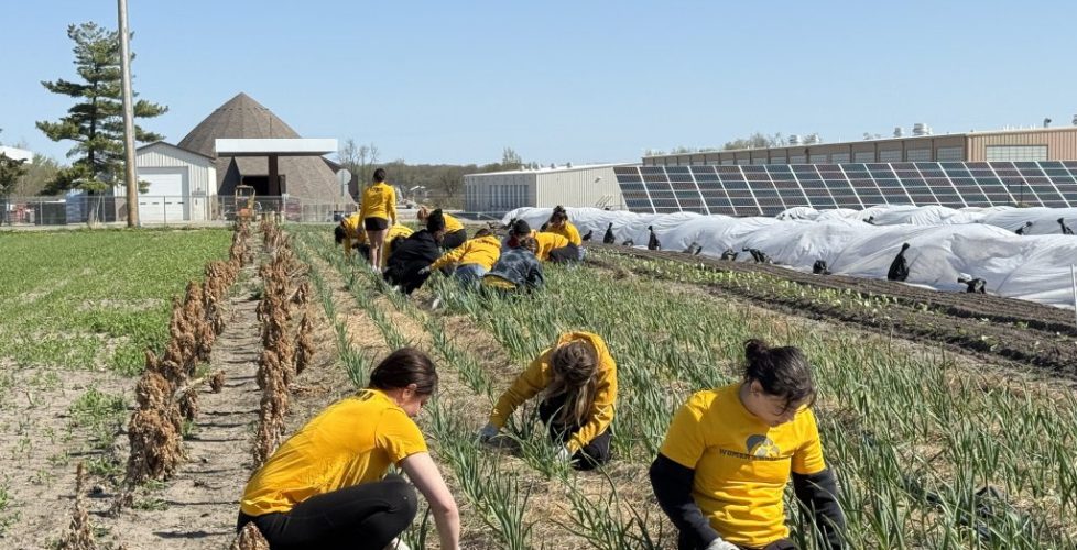 Volunteers gleaning in fields at grow johnson county