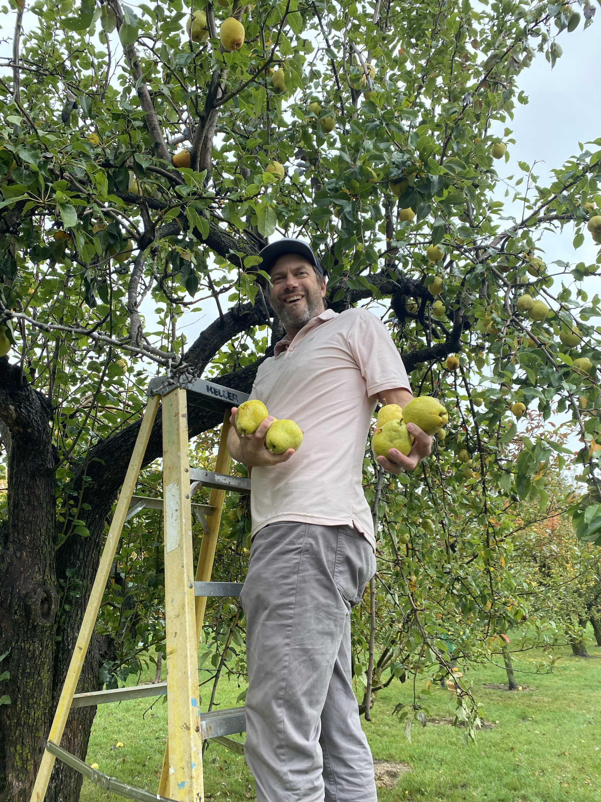 Chaim Staff glean at Ernie Found's orchard 10-26-23